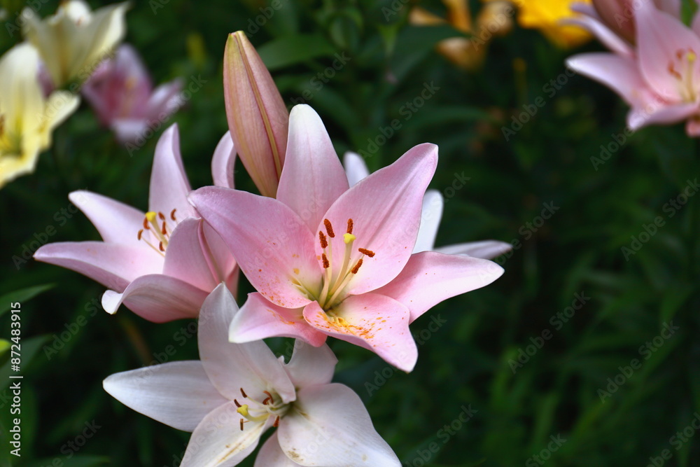 Obraz premium ゆり