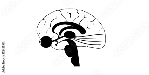 Optic nerve anatomy