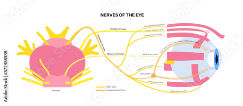 Motor nerves of the eye
