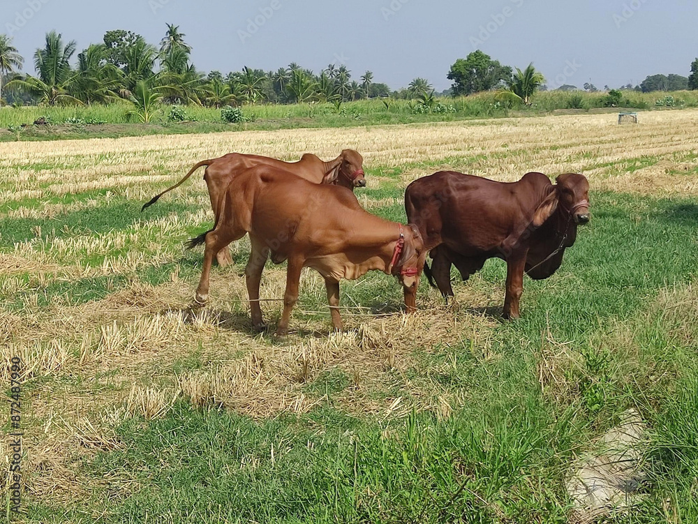 cow in the field in the morning cow in the field in the morning