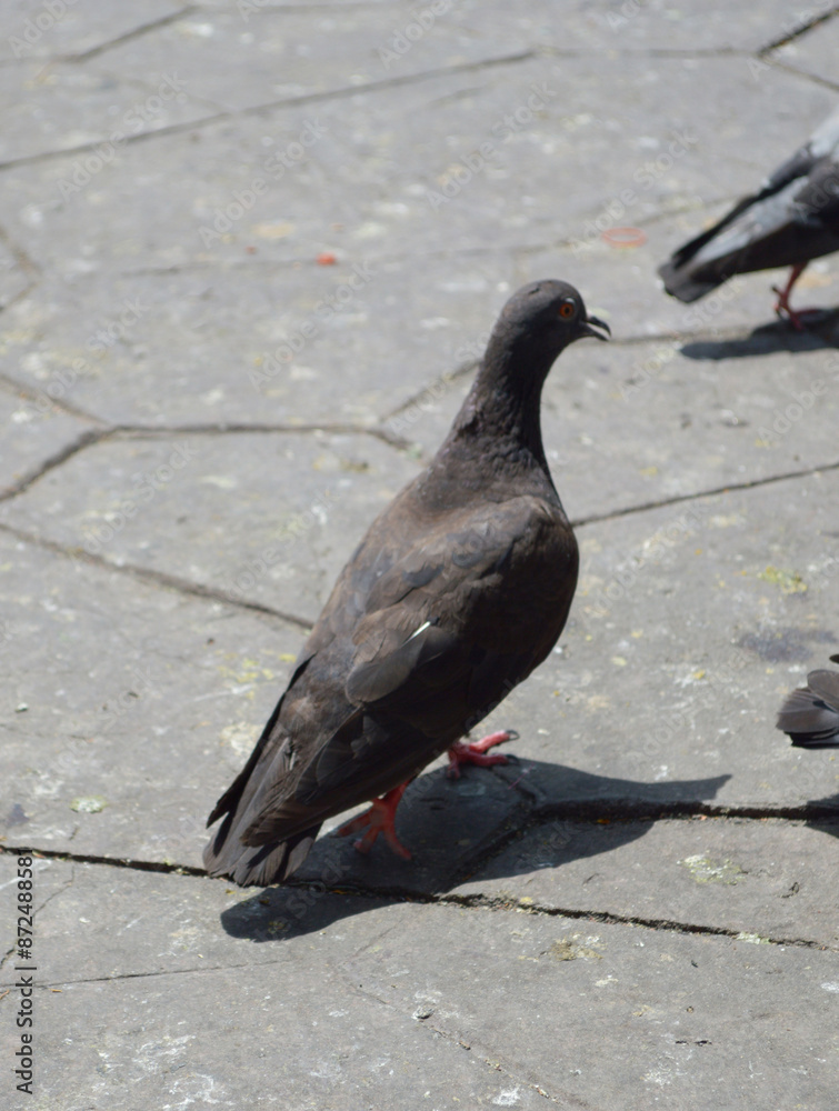 Fototapeta premium the pigeons are resting on the sidewalk in the city park