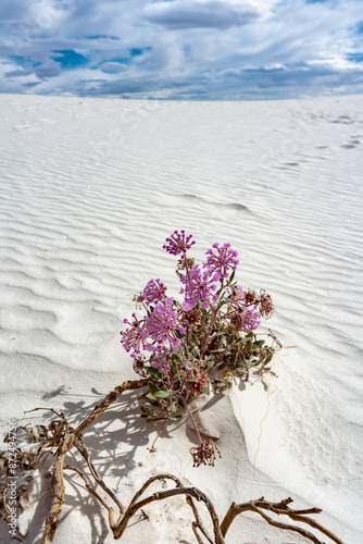 Sand Verbena Blooming on White Sands Dune
