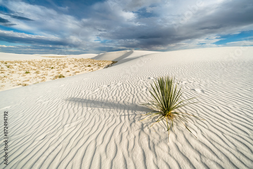 Soaptree Yucca Casting Long Shadow in White Sands Desert