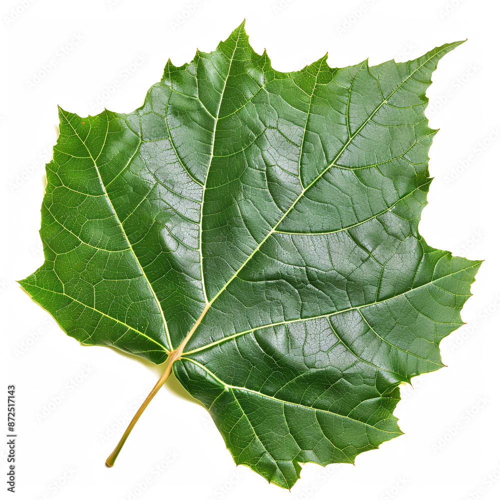 Fototapeta premium Sycamore leaf isolated on white background