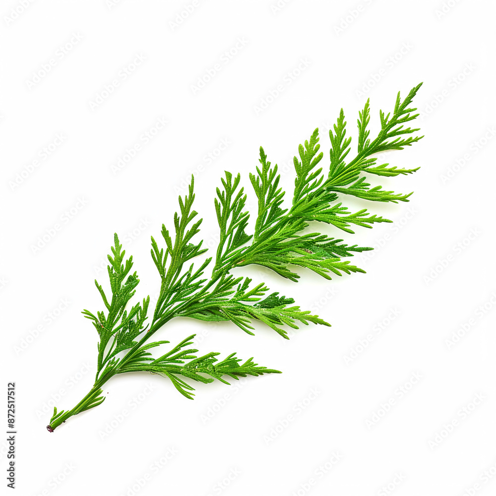 Delicate Cypress Leaf Delicate Cypress Leaf