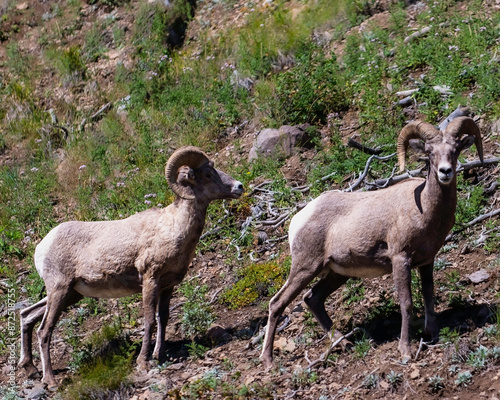 Big horn sheep on field on hillside in Yellowstone National Park.