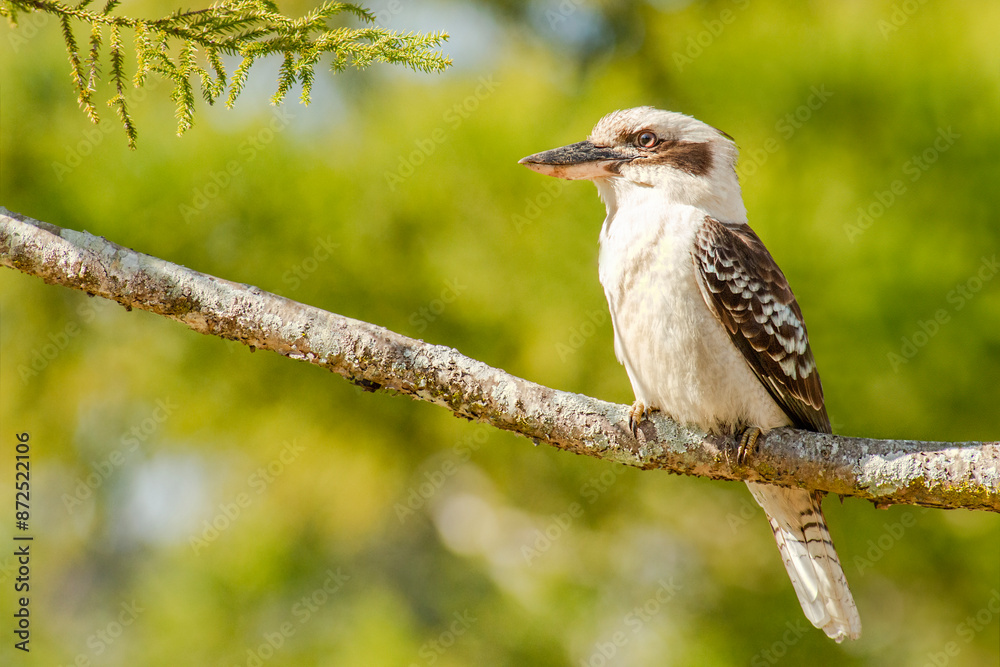 The laughing kookaburra is a bird in the kingfisher subfamily Halcyoninae. It is a large robust kingfisher with a whitish head and a brown eye-stripe. The laughing kookaburra is a bird in the kingfisher subfamily Halcyoninae. It is a large robust kingfisher with a whitish head and a brown eye-stripe.