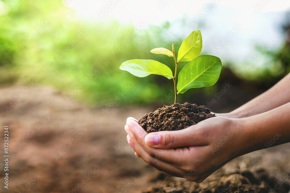 person is holding a small plant in their hand person is holding a small plant in their hand