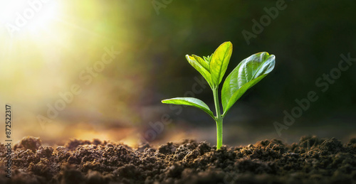 small green plant is growing in the dirt