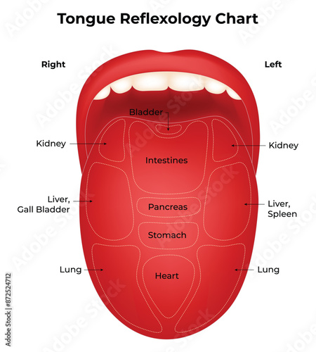 Tongue Reflexology Chart Science Design Vector Illustration Diagram