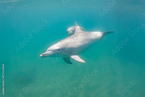 Wallpaper Mural ドルフィンスイムで可愛いミナミハンドウイルカの群れが出迎えてくれた。白い子イルカもいる。
日本国石川県七尾市能登島 - 2017年5月5日。
北陸地方の石川県、能登半島の先端にある能登島（北緯37度07分、東経136度59分）は、ミナミハンドウイルカの地球上の北限の生息地として知られている。
Indian Ocean Bottlenose Dolphin (Tursiops aduncus) Torontodigital.ca