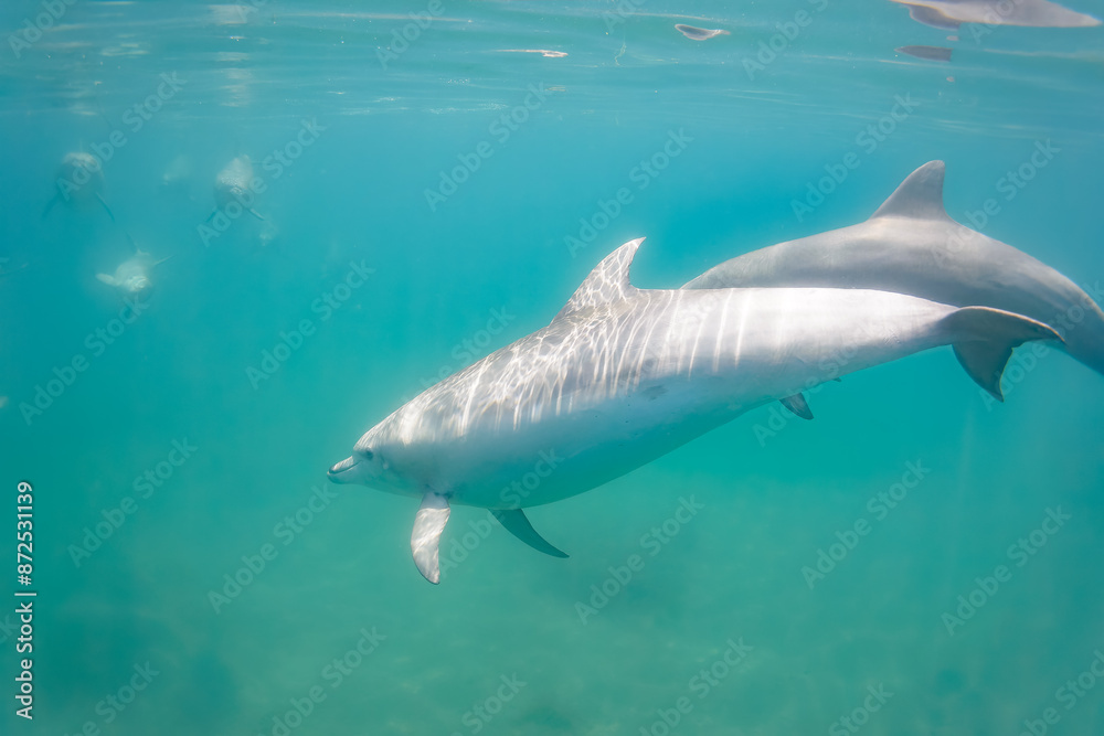 Fototapeta premium ドルフィンスイムで可愛いミナミハンドウイルカの群れが出迎えてくれた。白い子イルカもいる。 日本国石川県七尾市能登島 - 2017年5月5日。 北陸地方の石川県、能登半島の先端にある能登島（北緯37度07分、東経136度59分）は、ミナミハンドウイルカの地球上の北限の生息地として知られている。 Indian Ocean Bottlenose Dolphin (Tursiops aduncus)