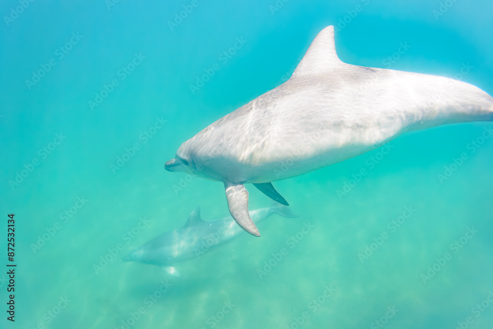 Fototapeta premium ドルフィンスイムで可愛いミナミハンドウイルカの群れが出迎えてくれた。白い子イルカもいる。 日本国石川県七尾市能登島 - 2017年5月5日。 北陸地方の石川県、能登半島の先端にある能登島（北緯37度07分、東経136度59分）は、ミナミハンドウイルカの地球上の北限の生息地として知られている。 Indian Ocean Bottlenose Dolphin (Tursiops aduncus) 