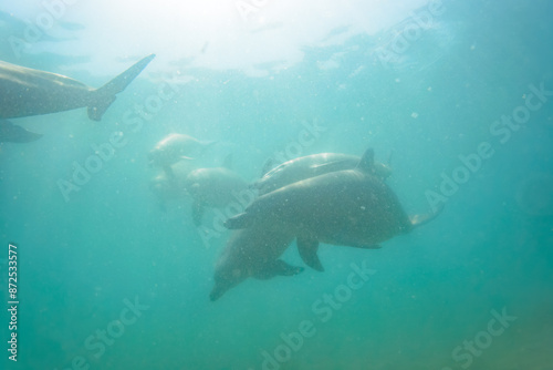 ドルフィンスイムで可愛いミナミハンドウイルカの群れが出迎えてくれた。白い子イルカもいる。 日本国石川県七尾市能登島 - 2017年5月5日。 北陸地方の石川県、能登半島の先端にある能登島（北緯37度07分、東経136度59分）は、ミナミハンドウイルカの地球上の北限の生息地として知られている。 Indian Ocean Bottlenose Dolphin (Tursiops aduncus) 
