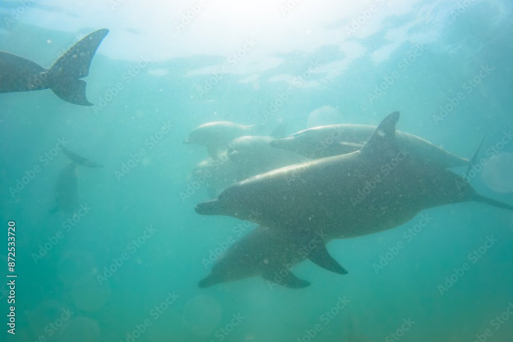 Naklejka premium ドルフィンスイムで可愛いミナミハンドウイルカの群れが出迎えてくれた。白い子イルカもいる。 日本国石川県七尾市能登島 - 2017年5月5日。 北陸地方の石川県、能登半島の先端にある能登島(北緯37度07分、東経136度59分)は、ミナミハンドウイルカの地球上の北限の生息地として知られている。 Indian Ocean Bottlenose Dolphin (Tursiops aduncus)