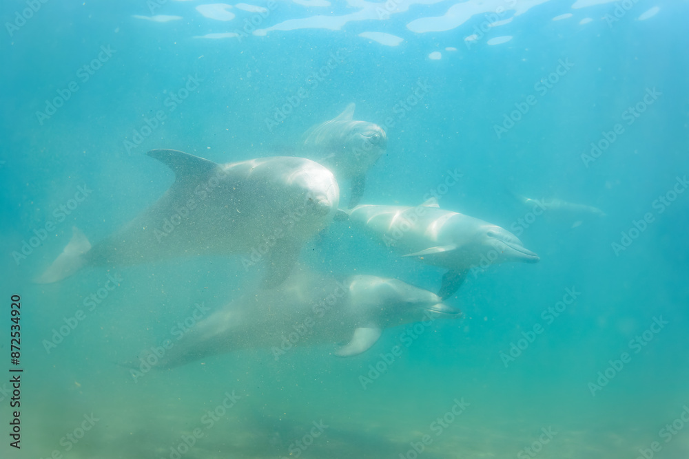 Fototapeta premium ドルフィンスイムで可愛いミナミハンドウイルカの群れが出迎えてくれた。白い子イルカもいる。 日本国石川県七尾市能登島 - 2017年5月5日。 北陸地方の石川県、能登半島の先端にある能登島（北緯37度07分、東経136度59分）は、ミナミハンドウイルカの地球上の北限の生息地として知られている。 Indian Ocean Bottlenose Dolphin (Tursiops aduncus) 