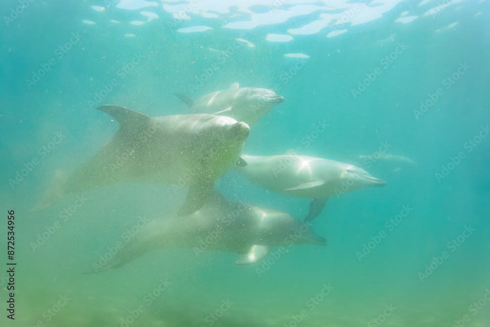 Obraz premium ドルフィンスイムで可愛いミナミハンドウイルカの群れが出迎えてくれた。白い子イルカもいる。 日本国石川県七尾市能登島 - 2017年5月5日。 北陸地方の石川県、能登半島の先端にある能登島(北緯37度07分、東経136度59分)は、ミナミハンドウイルカの地球上の北限の生息地として知られている。 Indian Ocean Bottlenose Dolphin (Tursiops aduncus)