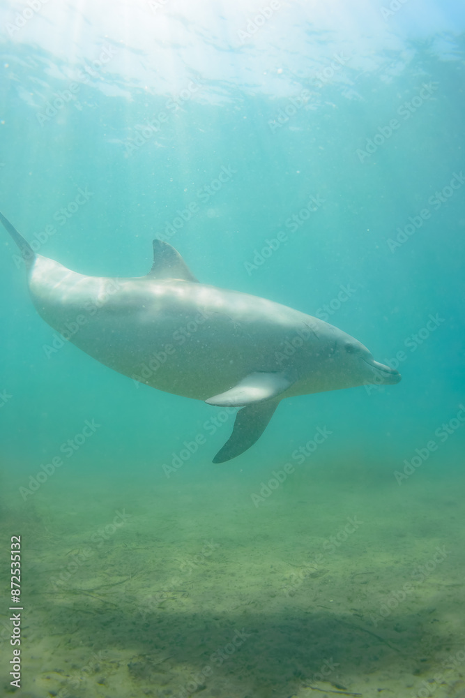 Fototapeta premium ドルフィンスイムで可愛いミナミハンドウイルカの群れが出迎えてくれた。白い子イルカもいる。 日本国石川県七尾市能登島 - 2017年5月5日。 北陸地方の石川県、能登半島の先端にある能登島（北緯37度07分、東経136度59分）は、ミナミハンドウイルカの地球上の北限の生息地として知られている。 Indian Ocean Bottlenose Dolphin (Tursiops aduncus) 