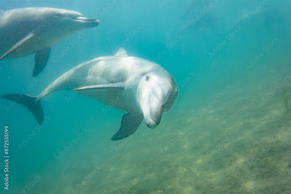 Fototapeta premium ドルフィンスイムで可愛いミナミハンドウイルカの群れが出迎えてくれた。白い子イルカもいる。 日本国石川県七尾市能登島 - 2017年5月5日。 北陸地方の石川県、能登半島の先端にある能登島（北緯37度07分、東経136度59分）は、ミナミハンドウイルカの地球上の北限の生息地として知られている。 Indian Ocean Bottlenose Dolphin (Tursiops aduncus) 