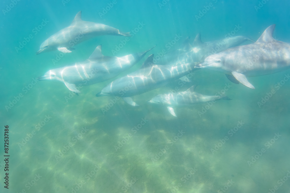 Fototapeta premium ドルフィンスイムで可愛いミナミハンドウイルカの群れが出迎えてくれた。白い子イルカもいる。 日本国石川県七尾市能登島 - 2017年5月5日。 北陸地方の石川県、能登半島の先端にある能登島（北緯37度07分、東経136度59分）は、ミナミハンドウイルカの地球上の北限の生息地として知られている。 Indian Ocean Bottlenose Dolphin (Tursiops aduncus) 