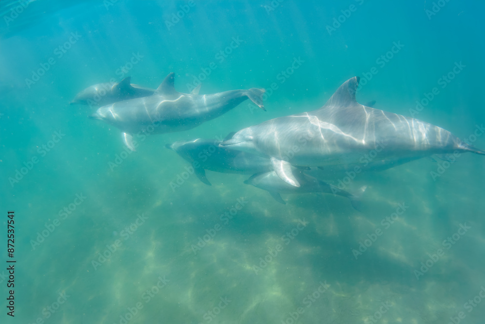 Fototapeta premium ドルフィンスイムで可愛いミナミハンドウイルカの群れが出迎えてくれた。白い子イルカもいる。 日本国石川県七尾市能登島 - 2017年5月5日。 北陸地方の石川県、能登半島の先端にある能登島（北緯37度07分、東経136度59分）は、ミナミハンドウイルカの地球上の北限の生息地として知られている。 Indian Ocean Bottlenose Dolphin (Tursiops aduncus) 