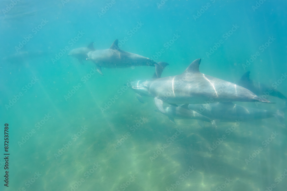 Naklejka premium ドルフィンスイムで可愛いミナミハンドウイルカの群れが出迎えてくれた。白い子イルカもいる。 日本国石川県七尾市能登島 - 2017年5月5日。 北陸地方の石川県、能登半島の先端にある能登島（北緯37度07分、東経136度59分）は、ミナミハンドウイルカの地球上の北限の生息地として知られている。 Indian Ocean Bottlenose Dolphin (Tursiops aduncus) 