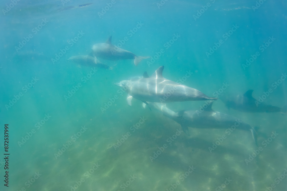 Fototapeta premium ドルフィンスイムで可愛いミナミハンドウイルカの群れが出迎えてくれた。白い子イルカもいる。 日本国石川県七尾市能登島 - 2017年5月5日。 北陸地方の石川県、能登半島の先端にある能登島（北緯37度07分、東経136度59分）は、ミナミハンドウイルカの地球上の北限の生息地として知られている。 Indian Ocean Bottlenose Dolphin (Tursiops aduncus) 