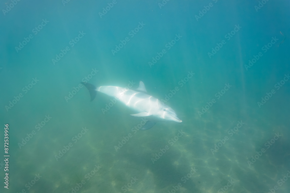 Fototapeta premium ドルフィンスイムで可愛いミナミハンドウイルカの群れが出迎えてくれた。白い子イルカもいる。 日本国石川県七尾市能登島 - 2017年5月5日。 北陸地方の石川県、能登半島の先端にある能登島(北緯37度07分、東経136度59分)は、ミナミハンドウイルカの地球上の北限の生息地として知られている。 Indian Ocean Bottlenose Dolphin (Tursiops aduncus)