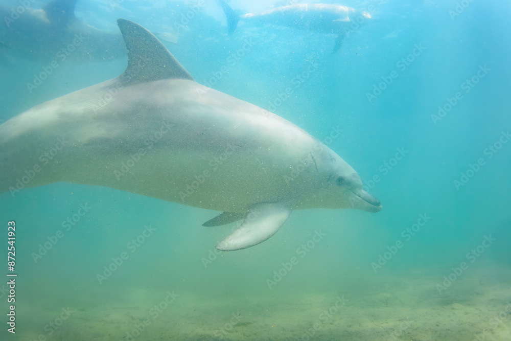 Fototapeta premium ドルフィンスイムで可愛いミナミハンドウイルカの群れが出迎えてくれた。白い子イルカもいる。 日本国石川県七尾市能登島 - 2017年5月5日。 北陸地方の石川県、能登半島の先端にある能登島（北緯37度07分、東経136度59分）は、ミナミハンドウイルカの地球上の北限の生息地として知られている。 Indian Ocean Bottlenose Dolphin (Tursiops aduncus) 