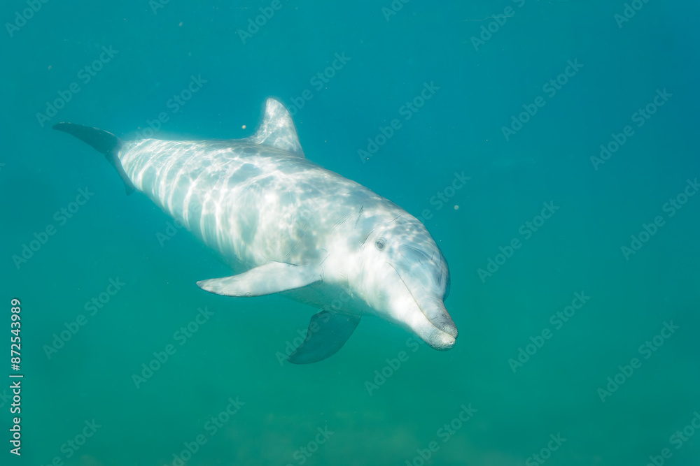 Fototapeta premium ドルフィンスイムで可愛いミナミハンドウイルカの群れが出迎えてくれた。白い子イルカもいる。 日本国石川県七尾市能登島 - 2017年5月5日。 北陸地方の石川県、能登半島の先端にある能登島（北緯37度07分、東経136度59分）は、ミナミハンドウイルカの地球上の北限の生息地として知られている。 Indian Ocean Bottlenose Dolphin (Tursiops aduncus) 