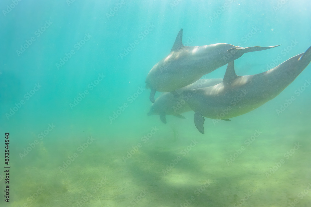 Obraz premium ドルフィンスイムで可愛いミナミハンドウイルカの群れが出迎えてくれた。白い子イルカもいる。 日本国石川県七尾市能登島 - 2017年5月5日。 北陸地方の石川県、能登半島の先端にある能登島(北緯37度07分、東経136度59分)は、ミナミハンドウイルカの地球上の北限の生息地として知られている。 Indian Ocean Bottlenose Dolphin (Tursiops aduncus)