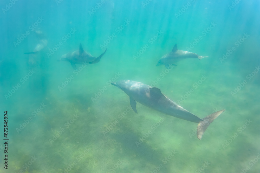 Fototapeta premium ドルフィンスイムで可愛いミナミハンドウイルカの群れが出迎えてくれた。白い子イルカもいる。 日本国石川県七尾市能登島 - 2017年5月5日。 北陸地方の石川県、能登半島の先端にある能登島(北緯37度07分、東経136度59分)は、ミナミハンドウイルカの地球上の北限の生息地として知られている。 Indian Ocean Bottlenose Dolphin (Tursiops aduncus)