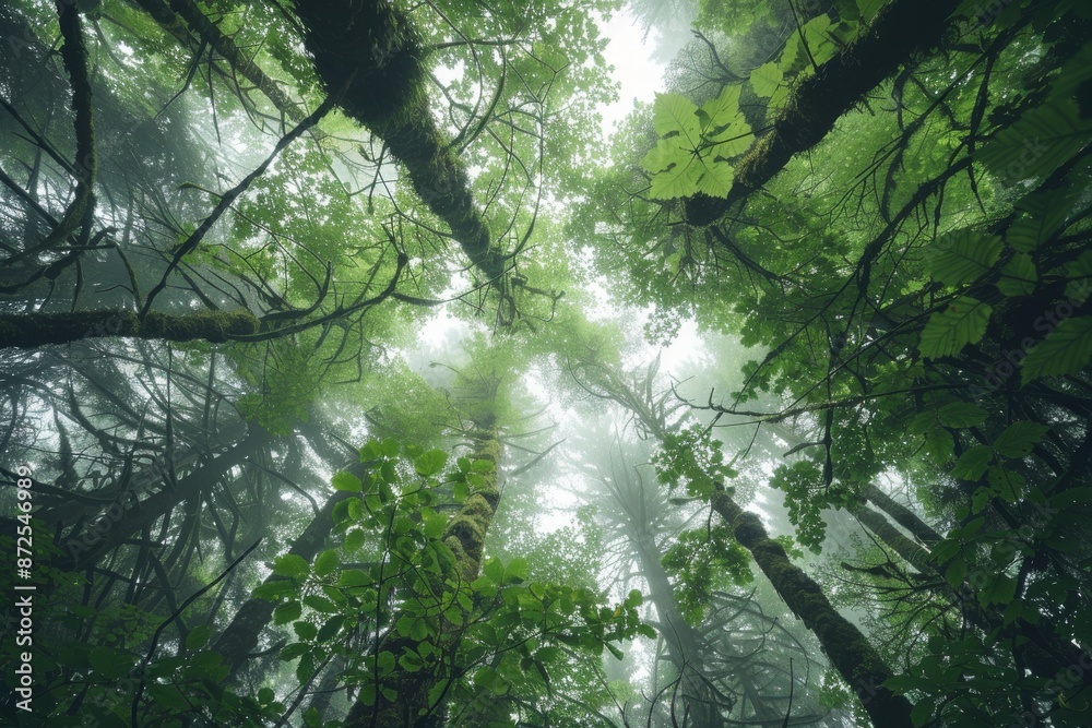 Naklejka premium Looking Up Through The Canopy of a Misty Forest