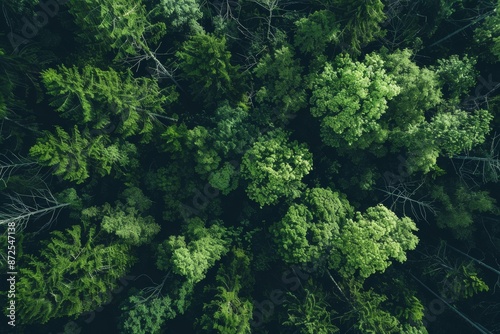 Aerial View of a Lush Forest Canopy