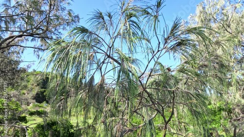 Wallpaper Mural Wind Blowing Through Trees Torontodigital.ca