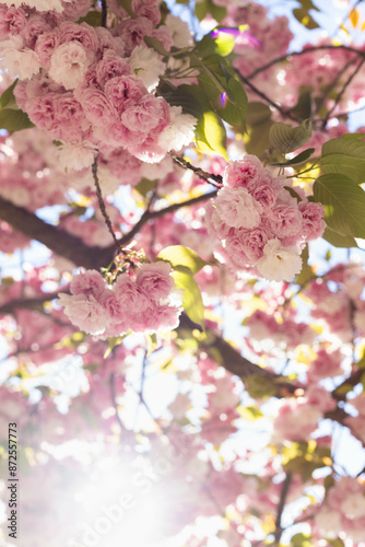 portland cherry blossoms photo