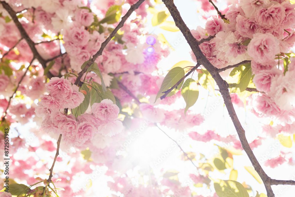 Fototapeta premium blossom in spring