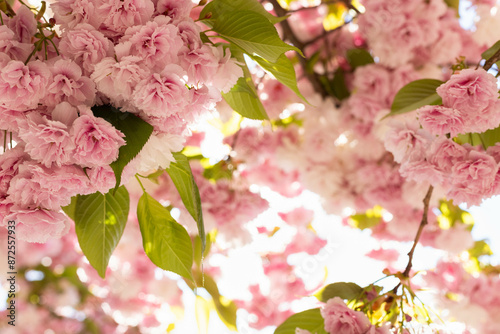 pink cherry blossom in spring photo