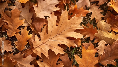 Autumn Oak Leaves Scattered on the Ground