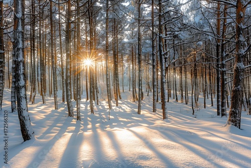 Serene Winter Sunrise in Forest: Snow-Covered Trees Cast Long Shadows as the Sun Rises, Creating a Tranquil and Beautiful Atmosphere