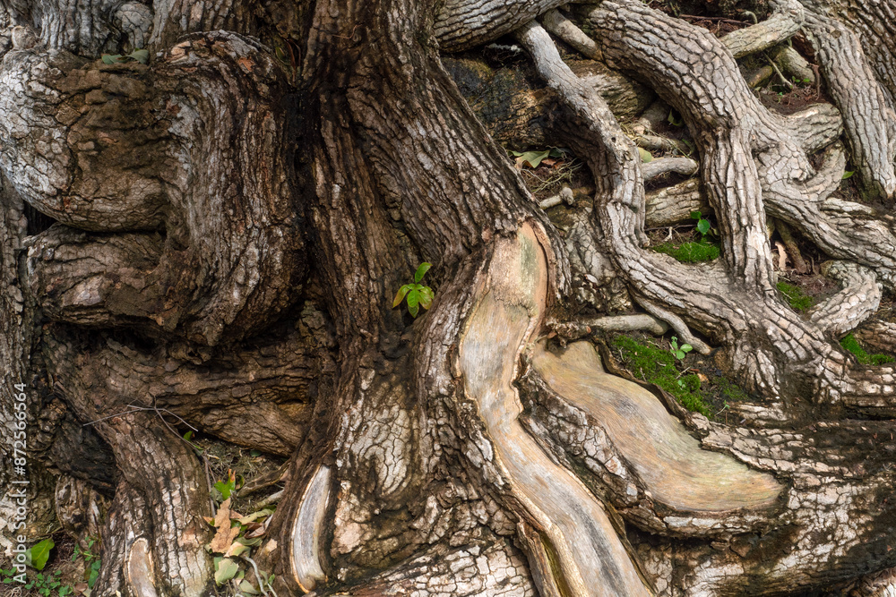 Texture of Root Plant for nature background. Texture of Root Plant for nature background.