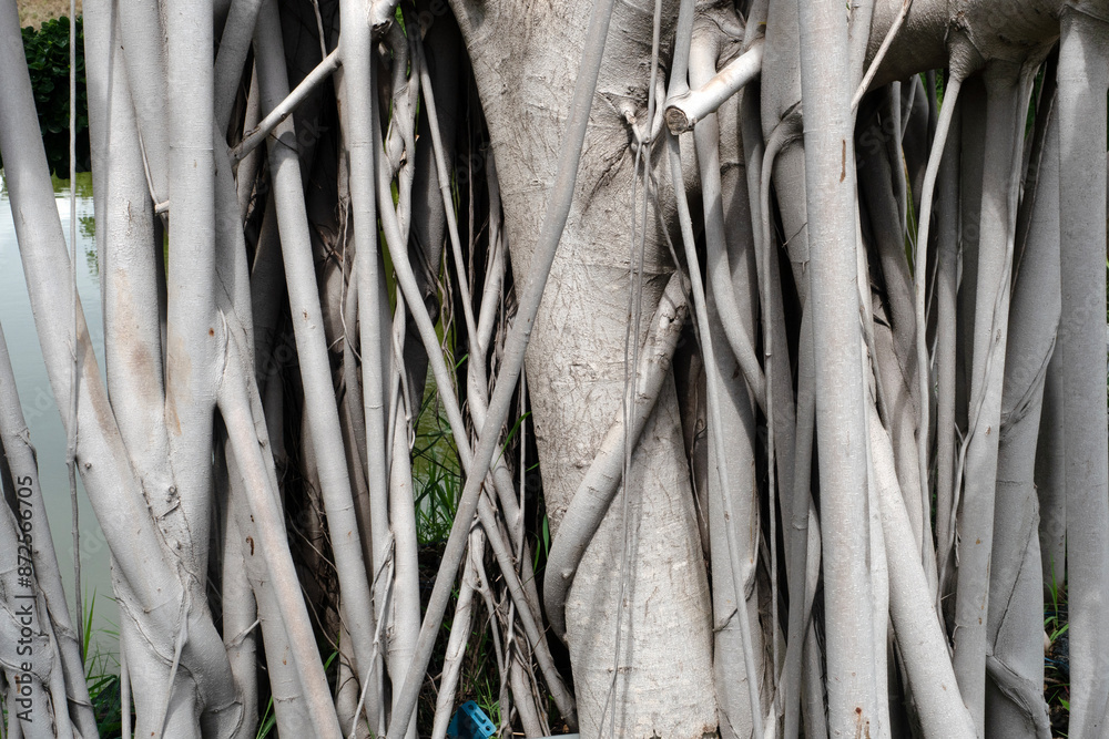 Texture of Root Plant for nature background. Texture of Root Plant for nature background.