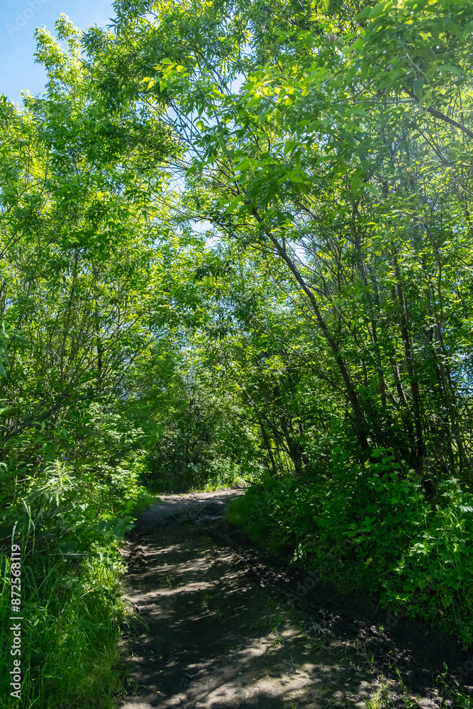 Obraz premium Path through the woods.