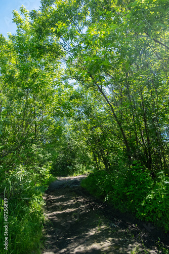 Fototapeta Naklejka Na Ścianę i Meble -  Path through the woods.