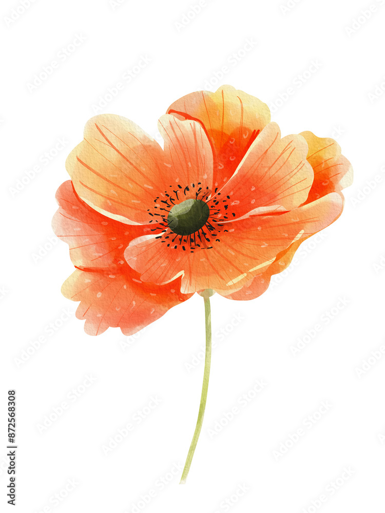 Watercolor poppies isolated on white background. Watercolor poppies isolated on white background.
