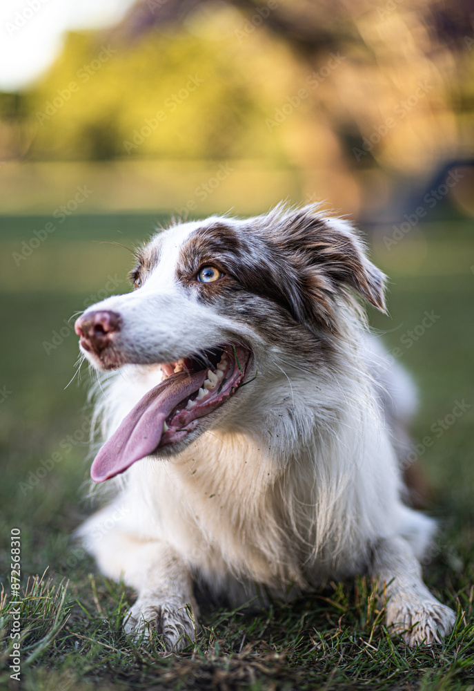 Border Collie relaxed Border Collie relaxed