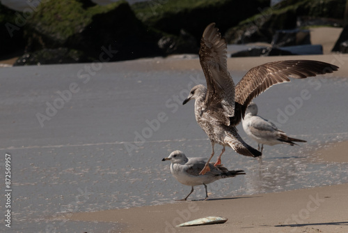 This is an image of seagulls on the beach. The large brown shorebird coming in for a landing with their huge wings stretched out. The reflective water of the ocean coming in all around them. photo