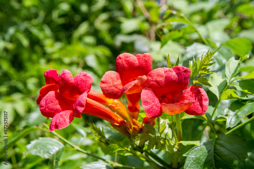 Inflorescences of campsis in nature. Red flowers of campsis close-up.