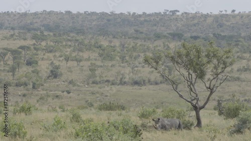 Rhino Rests Under Tree Medium in South African Savanaa photo