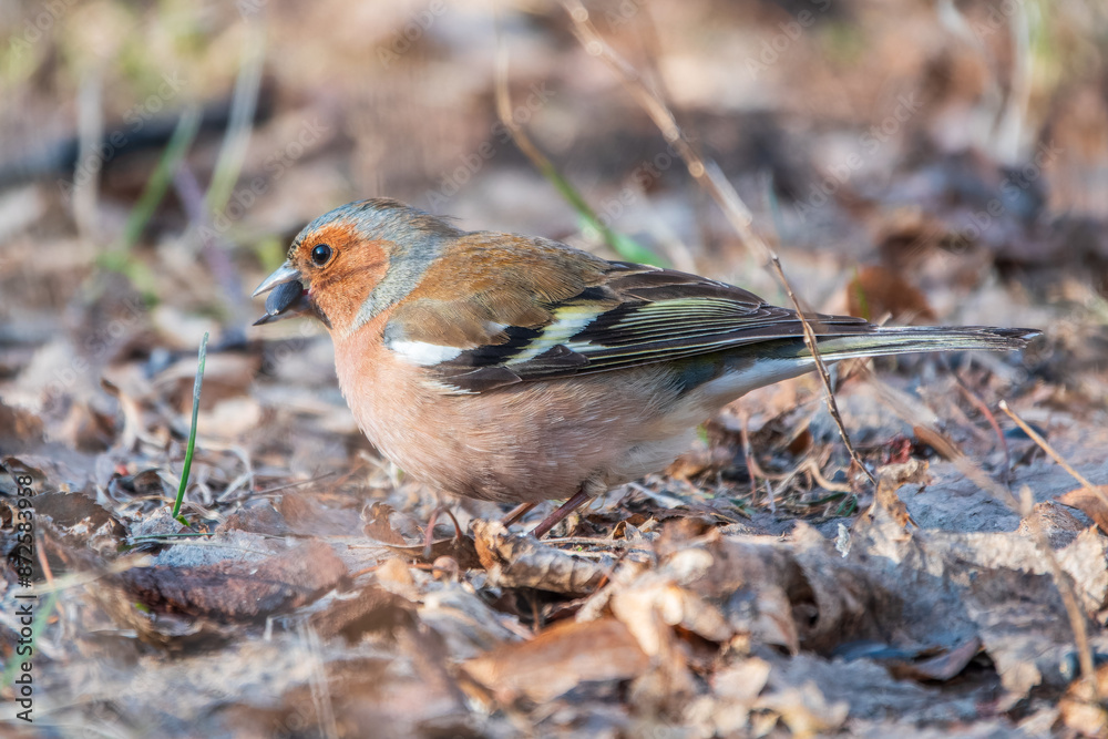 Common chaffinch, Fringilla coelebs, sits on the ground in spring. Common chaffinch in wildlife. Common chaffinch, Fringilla coelebs, sits on the ground in spring. Common chaffinch in wildlife.